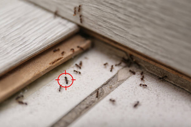 Best Best Pest Control Companies  in Troy, IL